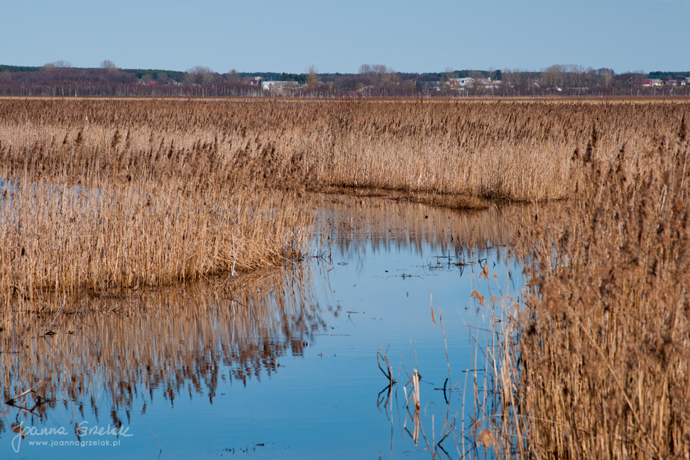 079_Biebrza - kwiecien 2013.jpg